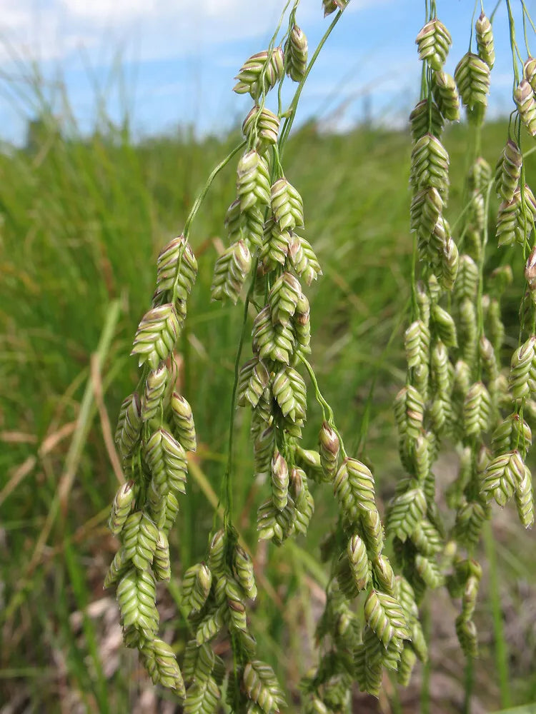 Rattlesnake Grass Seeds - 150 Seeds - Ornamental Marsh Plant - GroCo