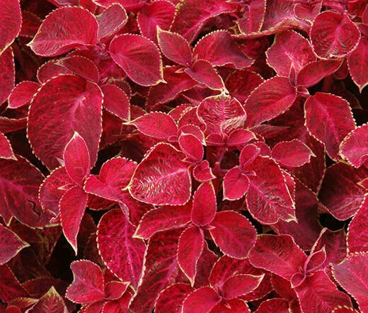 Coleus Seeds - 40 Count - Wizard Velvet Red - Fresh Non-GMO Coleus blumei Seeds
