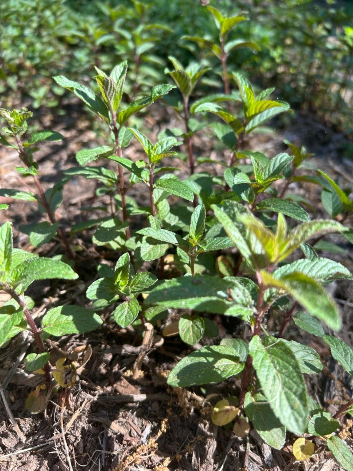 Robert Mitchum Chocolate Mint Plants - Bare Root Live Plants, Black Peppermint, Mentha × piperita 'Chocolate'