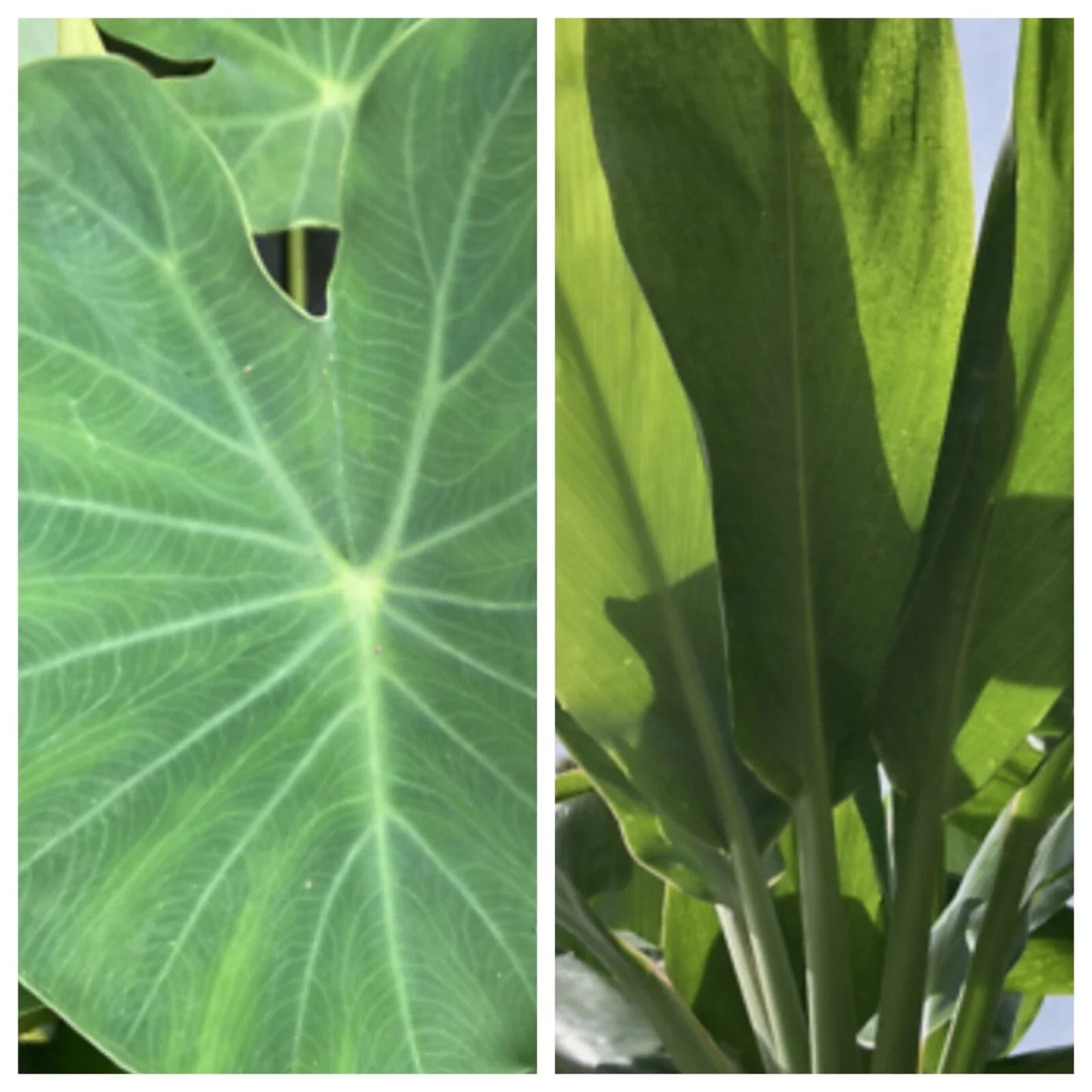 Taro and Ti Plant Box Set – Colocasia esculenta & Cordyline fruticosa – Hawaiian Tropical Plants in 4" Pots