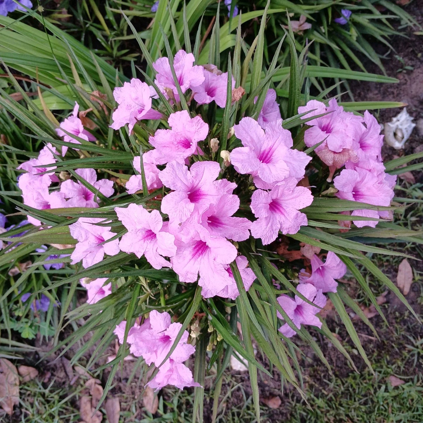 Dwarf Pink Mexican Petunia Plants Bare Root | Ruellia simplex Blooming Size 12-18" | Attracts Pollinators