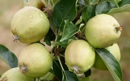 Michelin Apple Seeds - 25+ Pack for Gardening, Malus domestica, Fruit Tree Seeds, Backyard Orchard, Non-GMO, Free Shipping