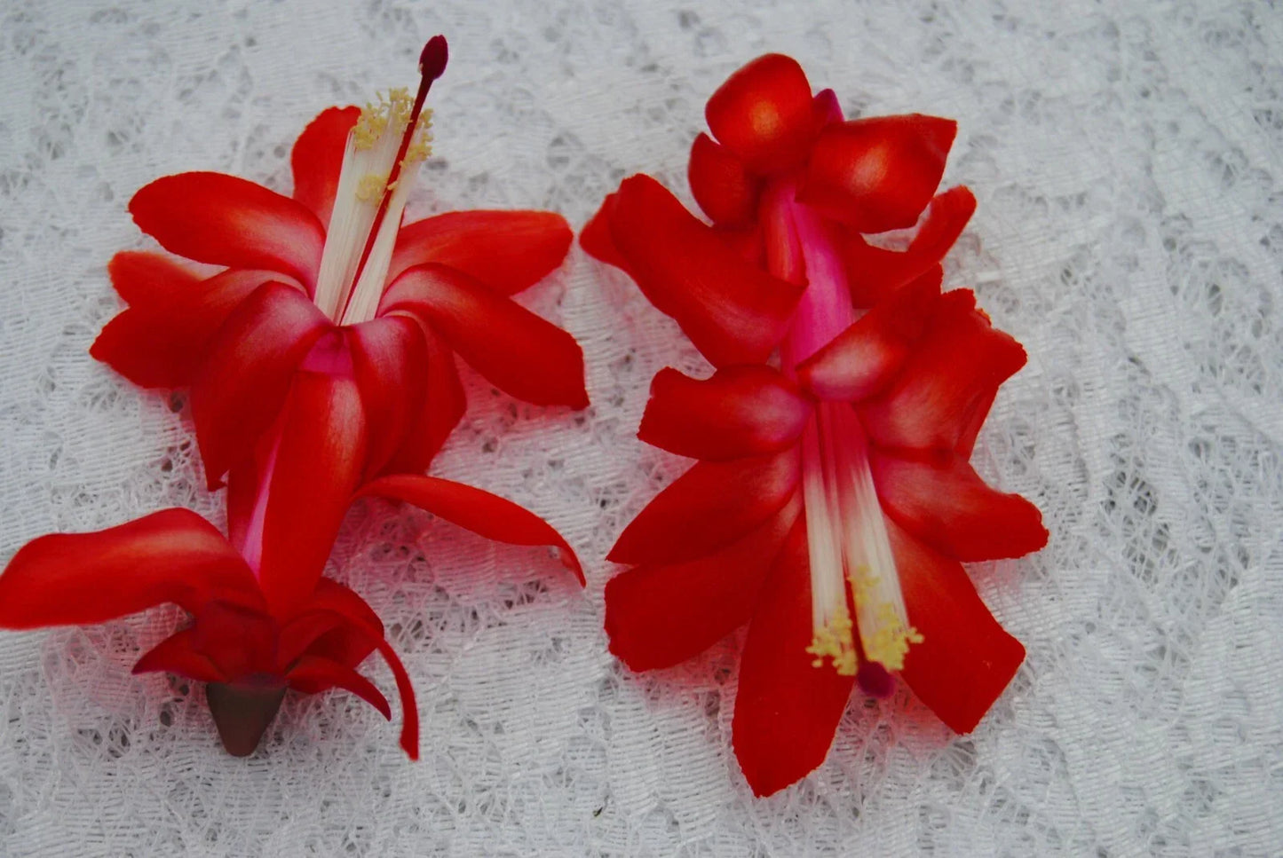 Christmas Cactus Starter Plant - Red Planet Schlumbergera Truncata - Healthy, Easy Care