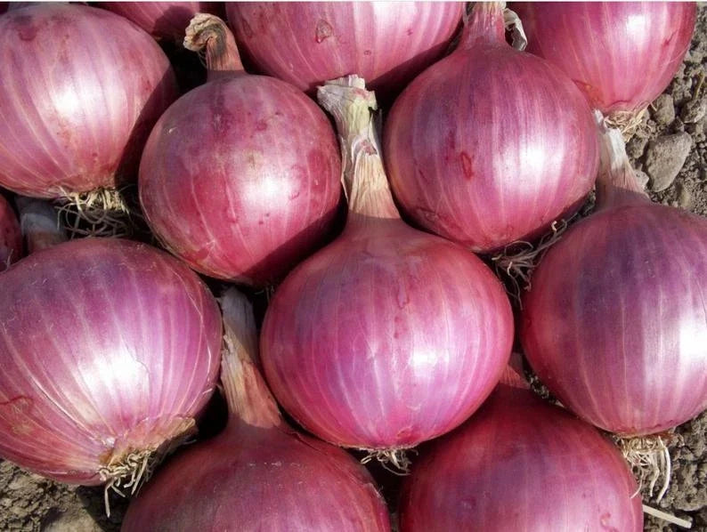 Red Burgundy Onion Seeds - Heirloom Non-GMO Vegetable Garden Seeds - Allium cepa, Bulb-Forming, Full Sun, Packaged Seeds