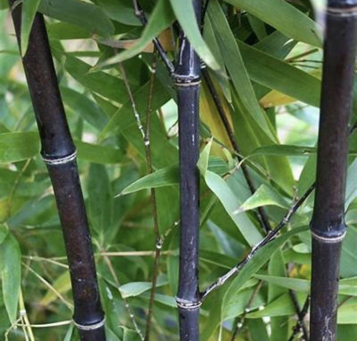 Black Timber Bamboo Rhizome - 2 Live Bare Root Plants - Phyllostachys Nigra - Fast-Growing, Hardy, Privacy Screen