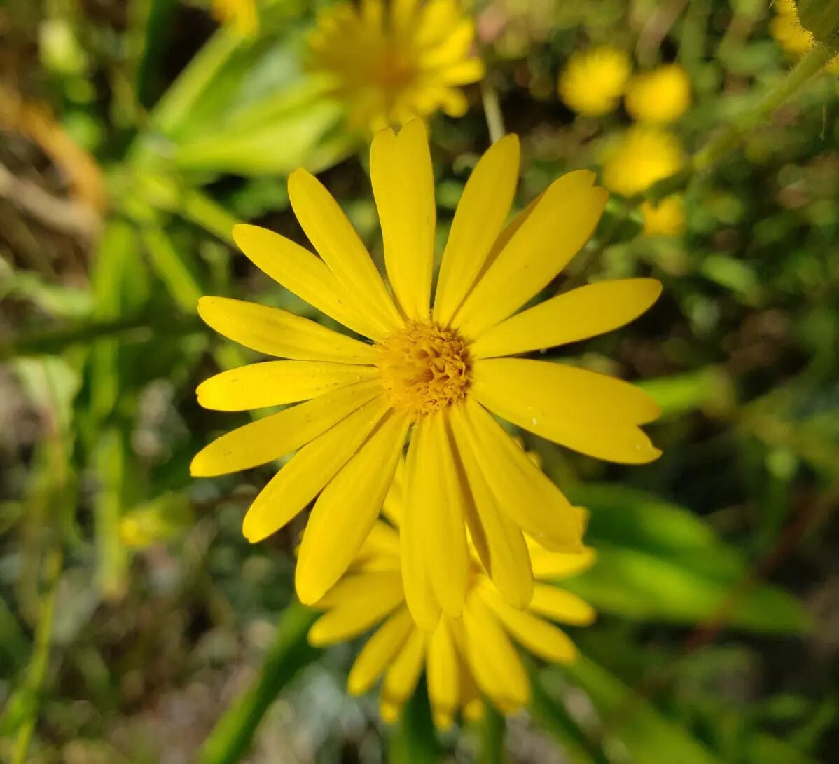 Godfrey's Golden Aster Seeds | 25 Pack | Florida Native Wildflower | Chrysopsis Godfreyi | Bright Yellow Blooms