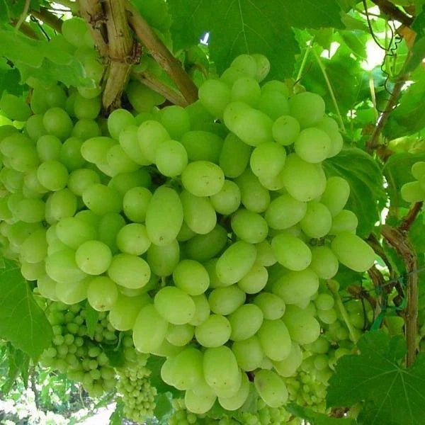 Thompson Live Grape Vine Cuttings - 12 Pack for Home Garden & Vineyard | Vitis vinifera