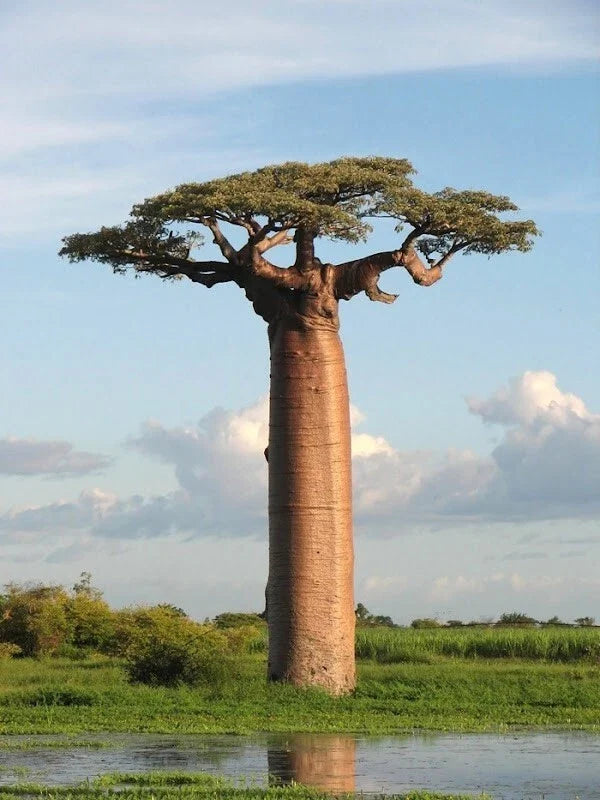 Baobab Seeds 7 Pack - Adansonia digitata Tree of Life Rare Bonsai Seeds for Cultivation and Collection