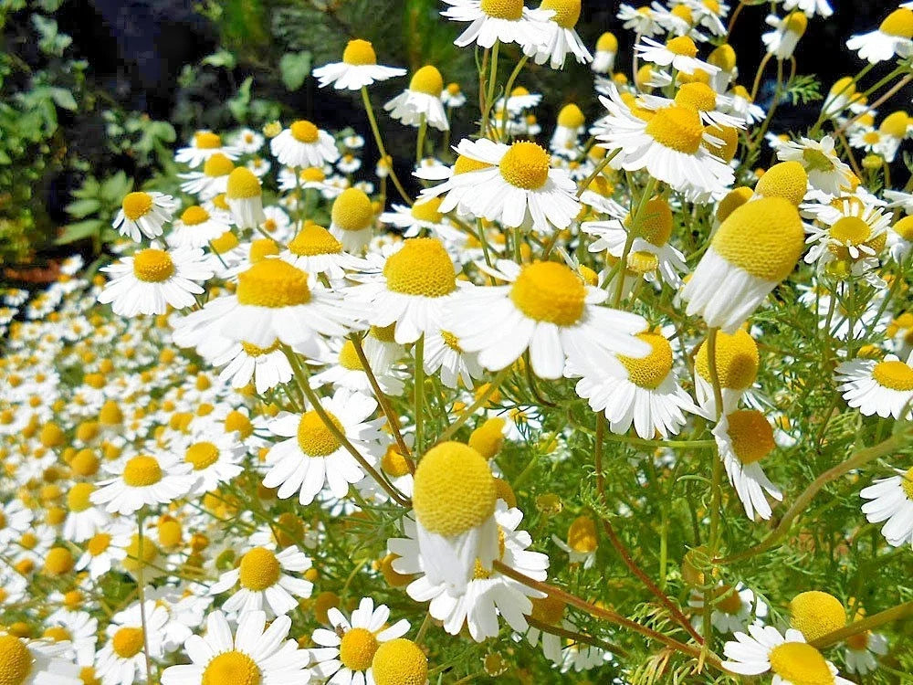 Organic German Chamomile Seeds - Herb Tea Garden, Easy to Grow, Container Friendly, Matricaria chamomilla, 2001+ Seeds