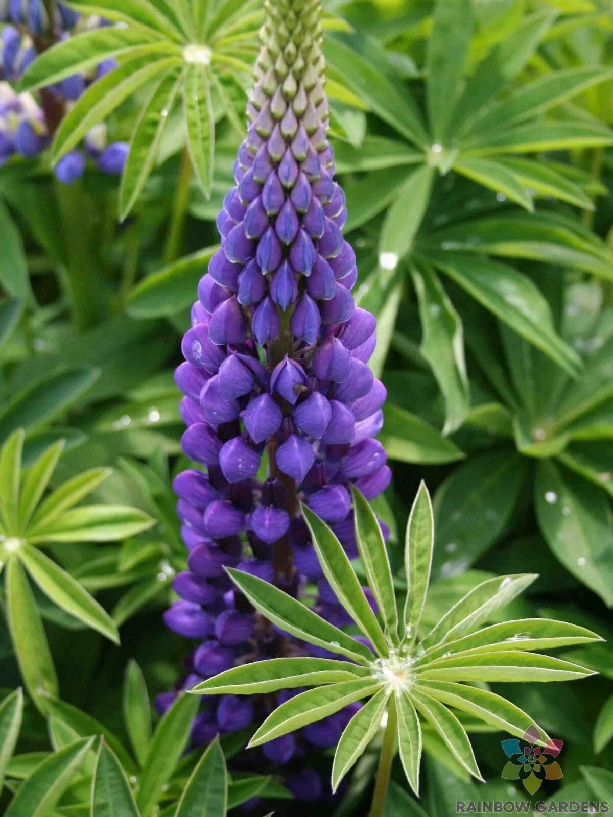 Russell Purple Lupine Seeds - Lupinus polyphyllus - Perennial Garden Planting - Vibrant Purple Flowers, Attracts Pollinators