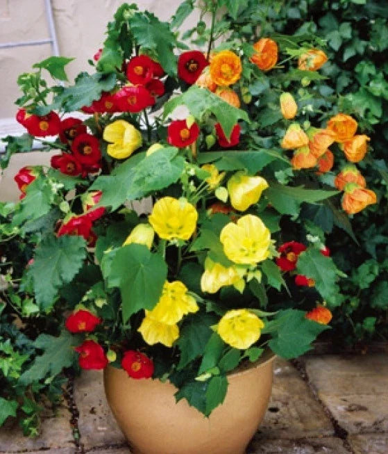 Abutilon Bellevue Mix Flowering Maple Seeds – 20 Fresh Seeds for Indoor & Garden Growth, Vibrant Bell-Shaped Flowers, Pollinator Attractant