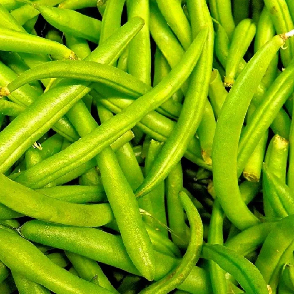 Contender Bush Bean Seeds - Non-GMO Heirloom Vegetable Seeds for Garden, Phaseolus vulgaris, Compact, Fresh Green Beans