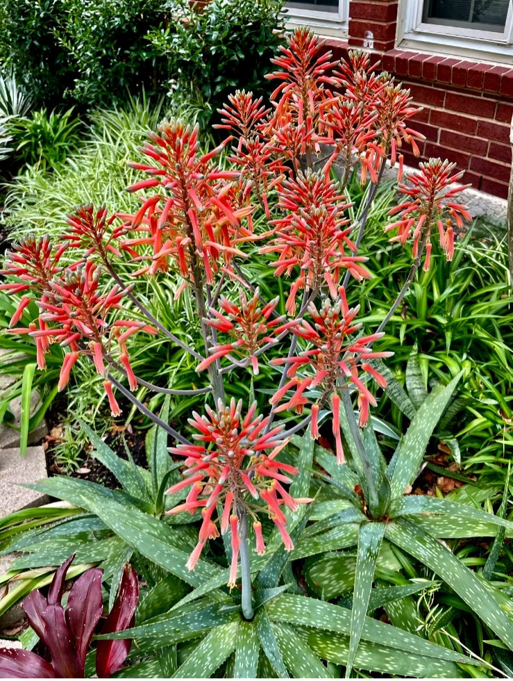 Red/Orange Flowering Aloe - Zebra Maculata Aloe - Bare Root Plant - 10-12 Inches - Succulent for Indoor & Outdoor Gardens
