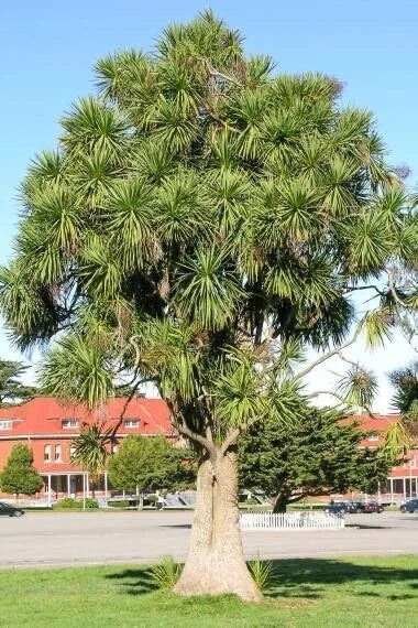 Cabbage Palm Tree Seeds - Cordyline Australis Tropical Plant Seeds for Garden & Landscape, 30 Count