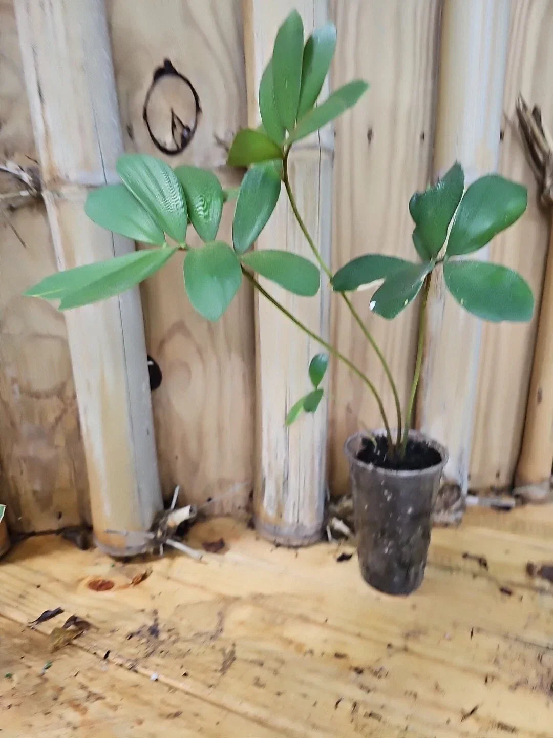 Zamia Furfuracea Cardboard Palm 3" Pot | Rare Exotic Cycad | Indoor & Outdoor Plant