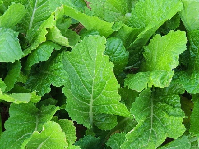Fresh Florida Broadleaf Mustard Seeds – Brassica juncea – Edible Leafy Greens for Home Gardening and Cooking