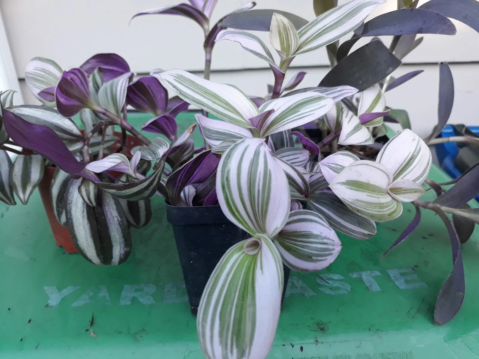 Tradescantia zebrina Cuttings - 9 Live Plant Propagation Cuttings, Purple & Green Variegated Indoor Plant