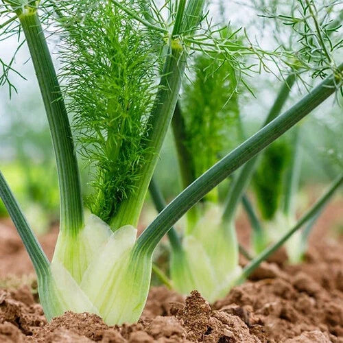 Florence Fennel Seeds | Heirloom Non-GMO Foeniculum vulgare var. dulce Herb Seeds | Indoor & Outdoor Gardening