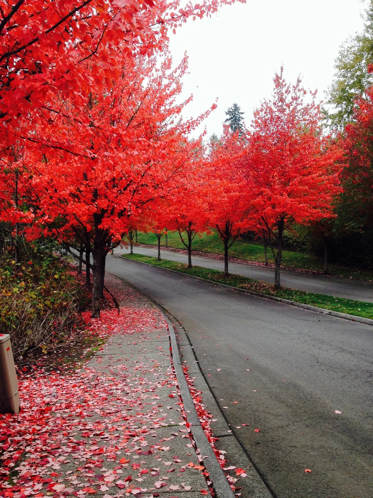 Red Maple Tree Seeds, 40+ Acer rubrum, Fast Germination, Deciduous, Landscaping, Garden, Fall Colors, USA Seller