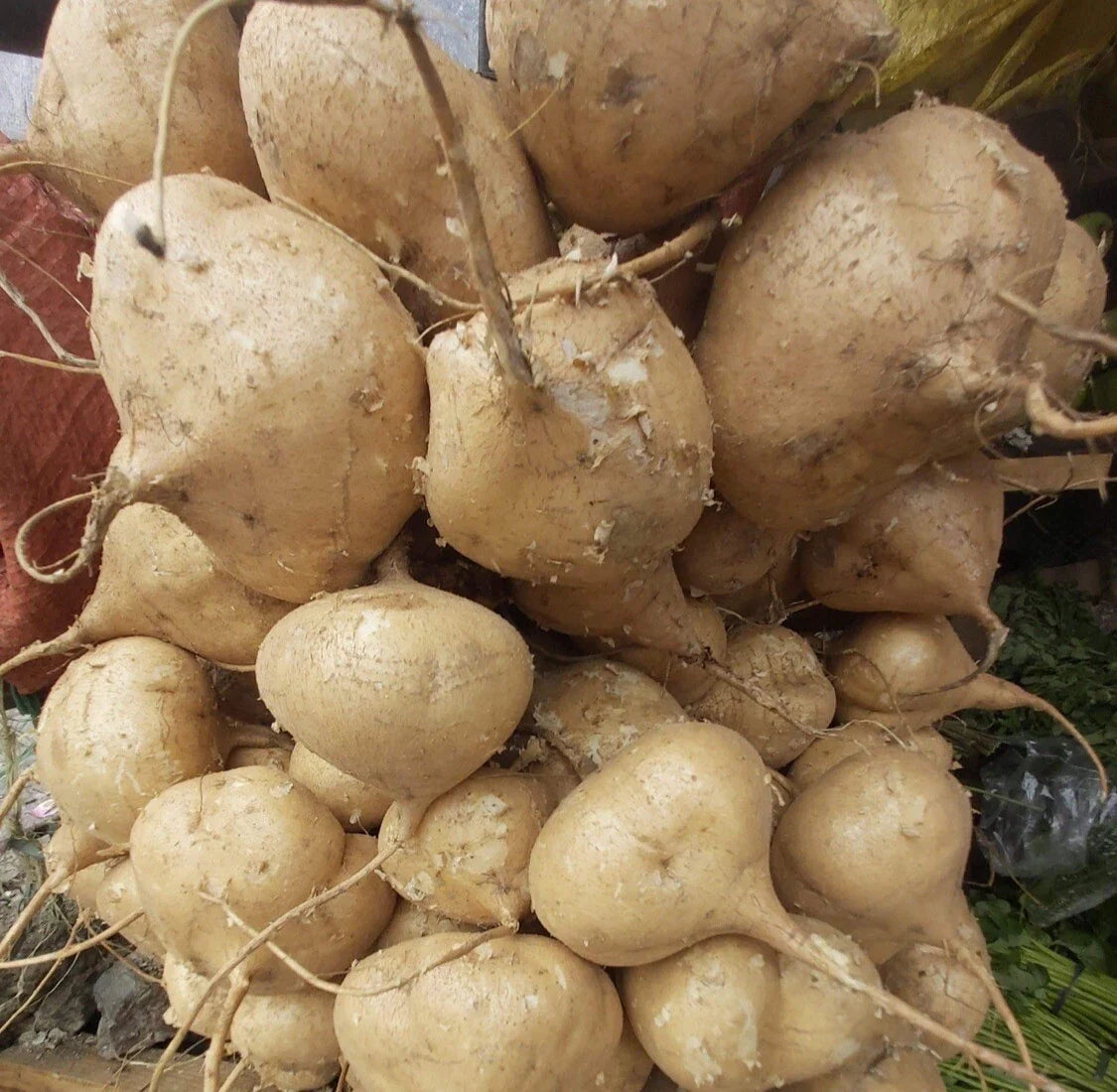 Mexican Yam Bean Seeds, Pachyrhizus erosus, 100 Seeds, Singkamas, Cu Dau, Man Kaew, Edible Tubers, Organic Gardening
