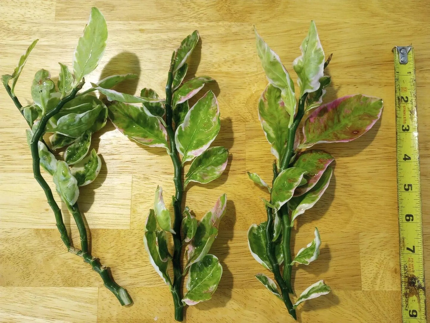 Devil's Backbone Cuttings 8-10'' Variegated Japanese Poinsettia Euphorbia tithymaloides