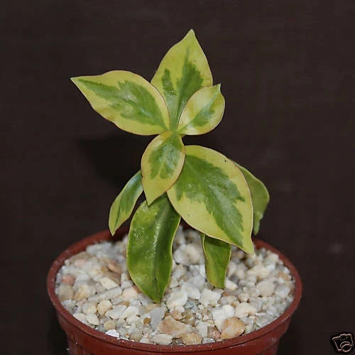 Variegated Pereskia aculeata Cactus in 4" Pot – Rare Indoor Succulent with Unique Foliage