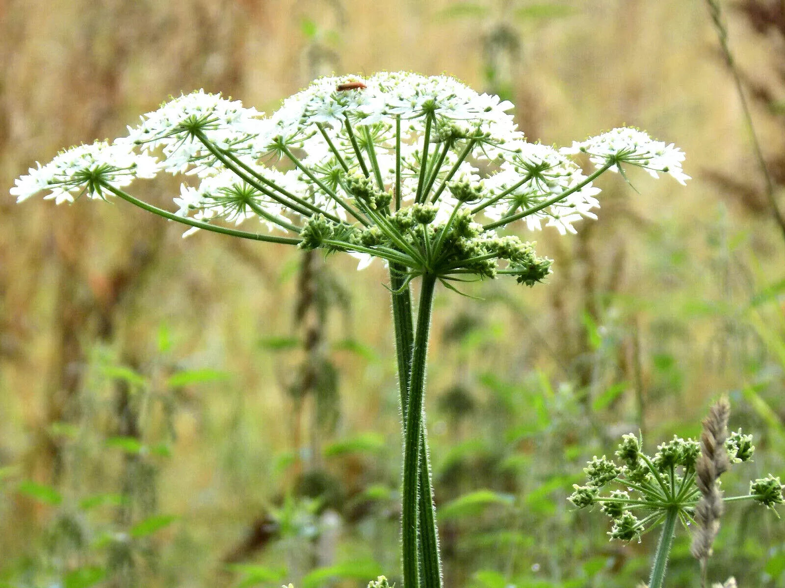 Anise Herb Seeds Pack of 300+ Pimpinella Anisum Culinary & Medicinal Spice, Annual Herb