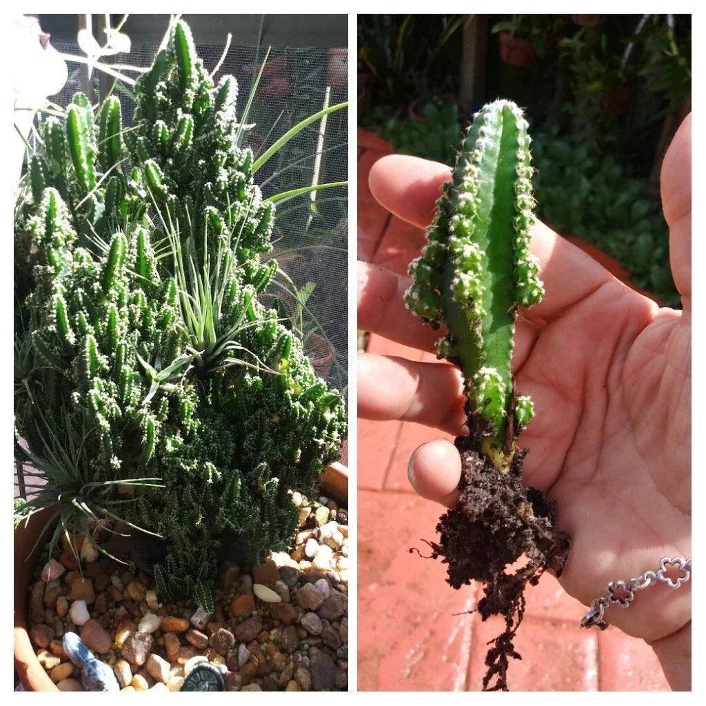 Fairy Castle Cactus Seedling - Tetragonus Soft Spines Succulent for Indoor Decor