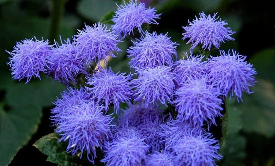 Blue Mink Flossflower Seeds, Ageratum houstonianum, Blue Annual Flower Seeds for Borders & Containers, 500 Seeds