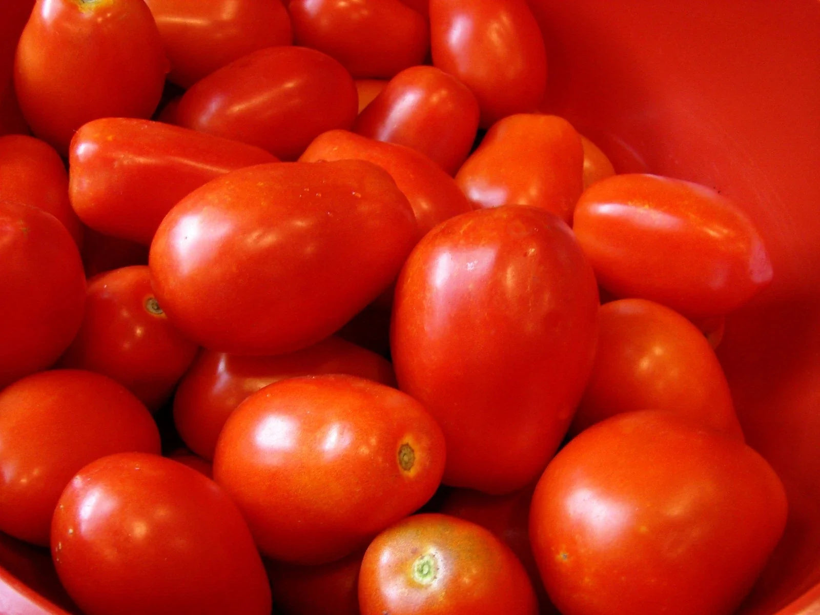 Roma Tomato Seeds Heirloom NON-GMO Solanum lycopersicum Seed Packets for Canning & Cooking