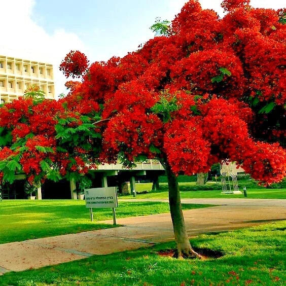 Royal Poinciana Seeds - Red Flame Tree - Delonix Regia Tropical Flower Seeds for Planting, Garden, Landscape