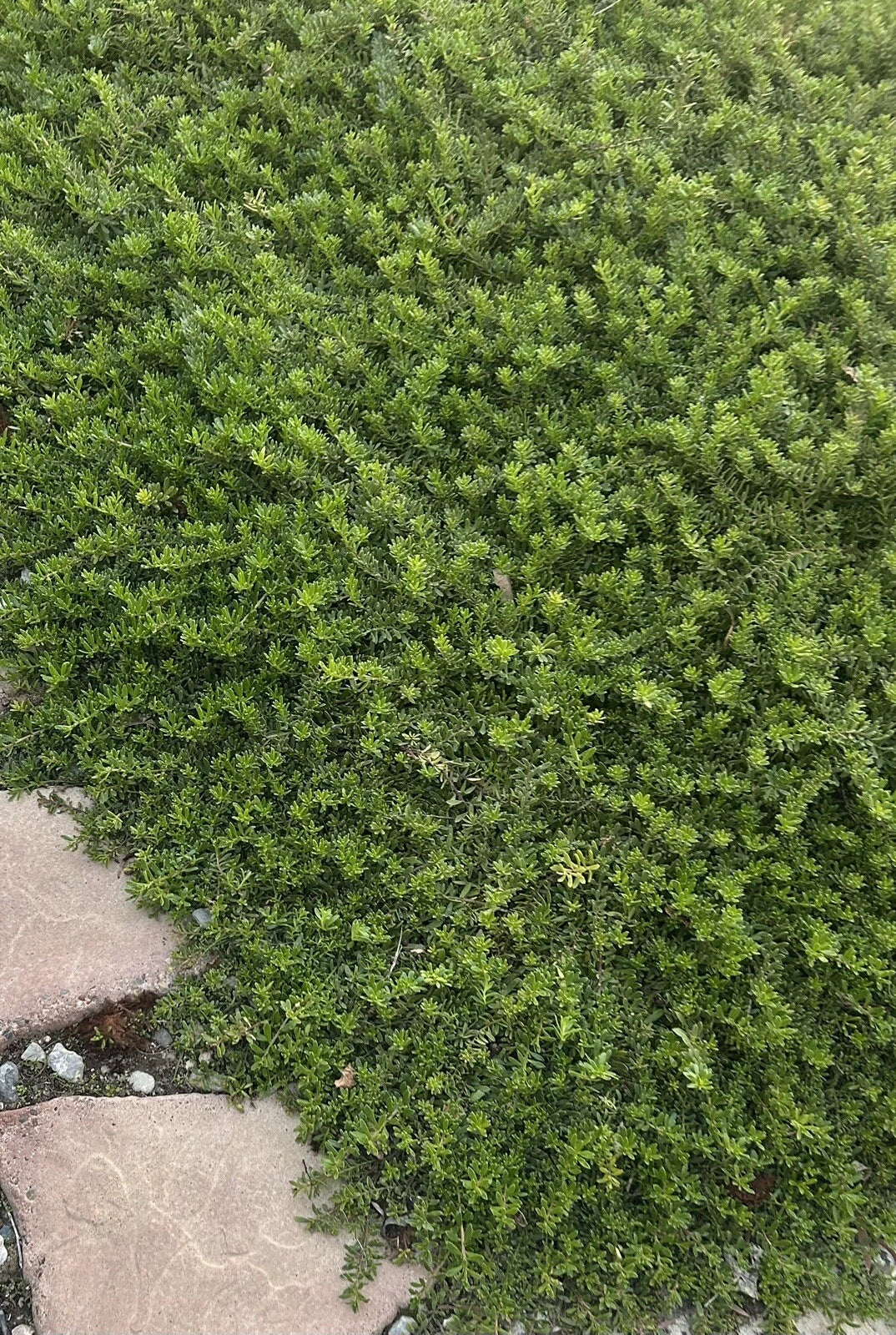 Myoporum Parvifolium Cuttings - Creeping Boobialla Dwarf Native Myrtle - Ground Cover Plant - 10 Pack