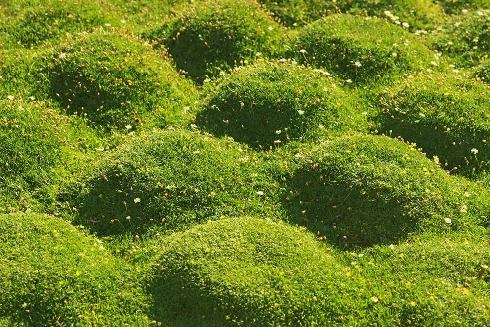 Irish Moss Seeds - 250+ Sagina subulata Ground Cover for Gardens, Pathways & Erosion Control