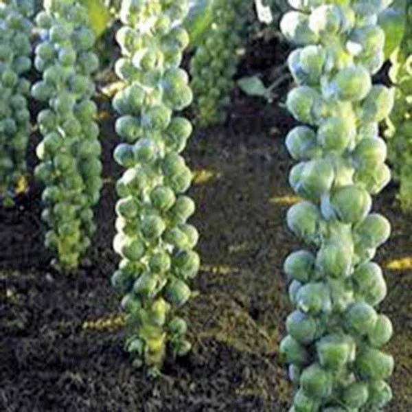 Brussels Sprouts Seeds - Heirloom Non-GMO Long Island Variety - Brassica oleracea - 50+ Seeds for Home Garden