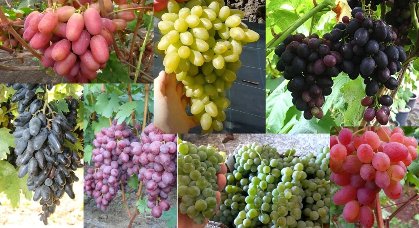 Mixed Grape Cuttings - 7 Rooting Cuttings for Home Garden - Vitis vinifera Varieties Including Concord & Cabernet Sauvignon