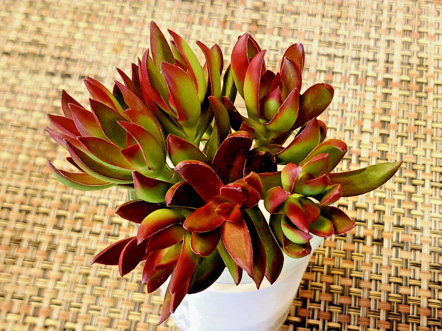 CRASSULA NUDICAULUS 'Burgundy' Platiphylla - 2" Diameter Unrooted Succulent Cuttings
