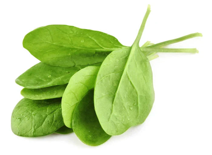 Giant Noble Spinach Seeds - Heirloom Spinacia oleracea for Home Gardening