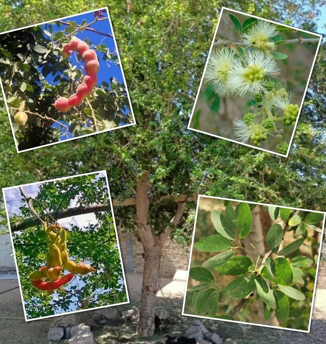 Red Guamuchil Tree Seeds - Pithecellobium dulce, Tropical Landscaping, Edible Pods, 5+ Seeds