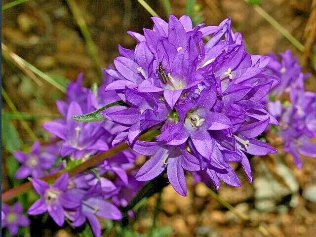 Blue Clustered Bellflower Seeds - 200 Pack, Campanula glomerata 'Superba', Easy Grow Perennial Flowers for Garden Borders