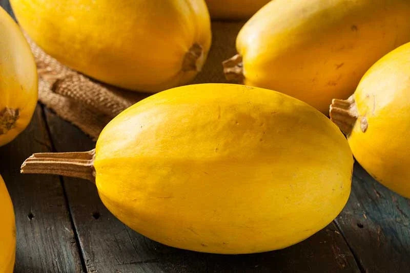 Spaghetti Squash Seeds - 25+ Pack, Cucurbita pepo, Heirloom, Non-GMO, Garden Planting, Vining, USA Grown