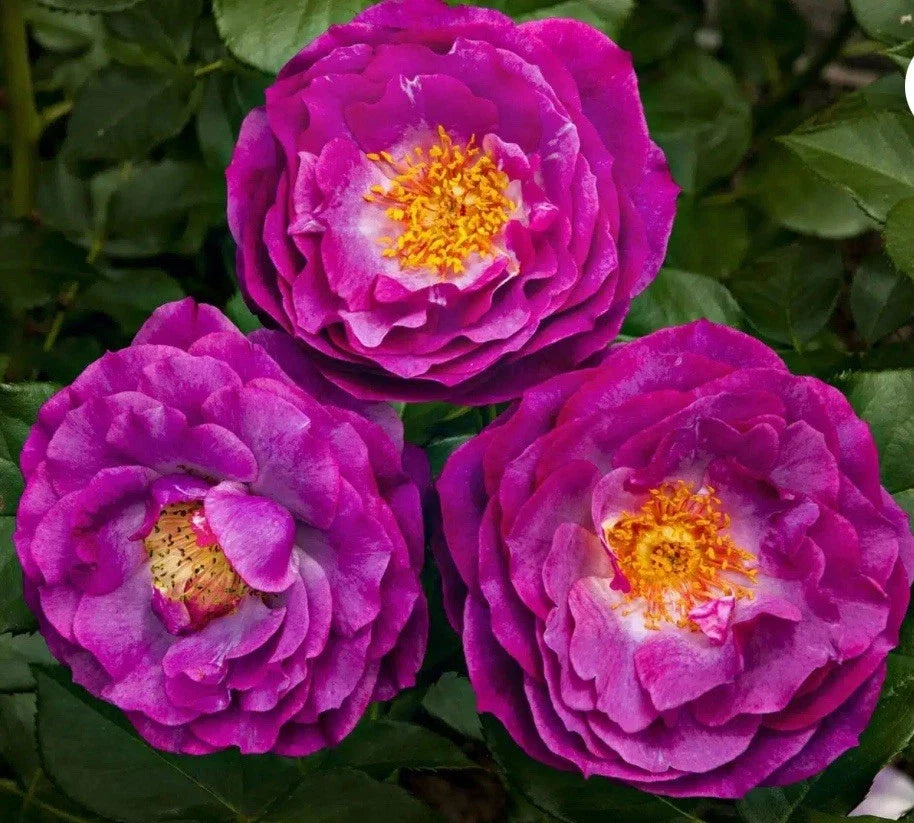 Wild Blue Yonder Rose Bush - Bare Root Live Starter Plant, Grandiflora, Blue Flowers, Rosa 'Wild Blue Yonder'
