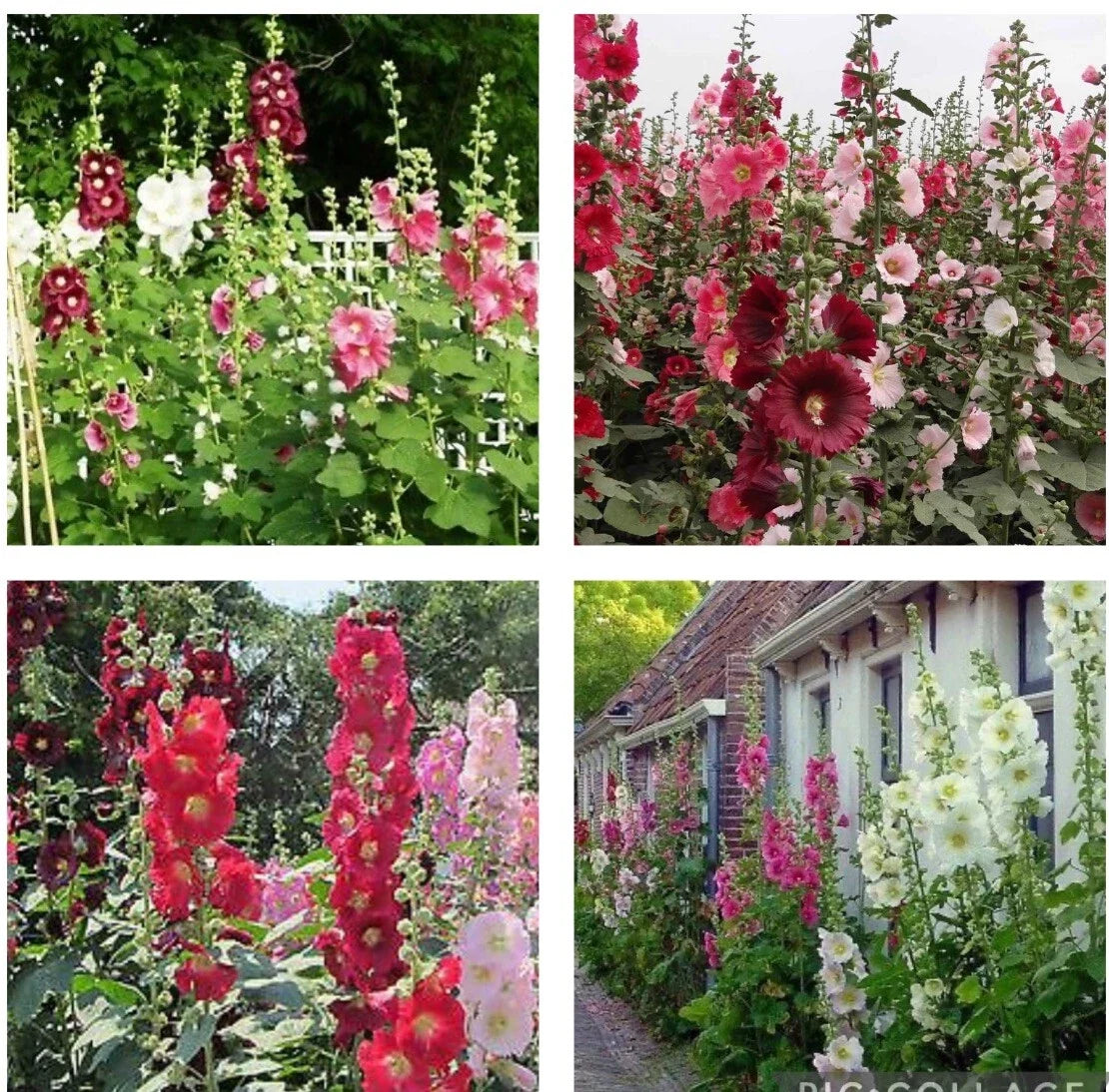 Hollyhock Flower Seeds Mix - 60+ Heirloom Alcea rosea Seeds for Borders & Gardens, Vibrant Colors