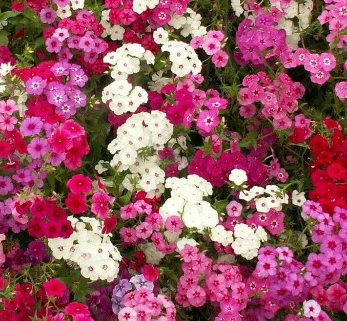 Phlox Seeds 300+ Mixed Colors Annual Flower Garden | Phlox paniculata