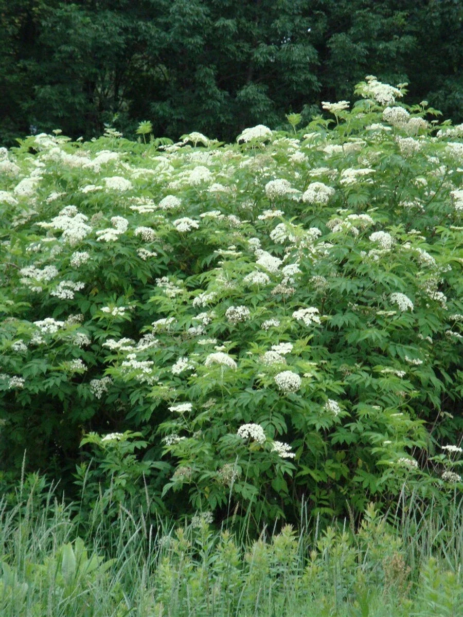Elderberry Plant Bare Root 16+ Inch Sambucus Black Edible Live Shrub for Zones 5-9