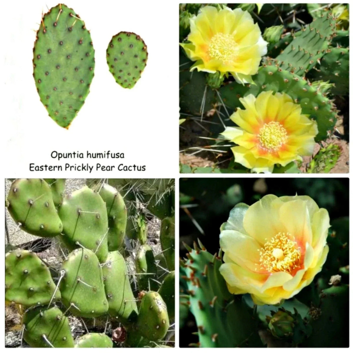 Eastern Prickly Pear Cactus Pad Cuttings - 4 Varieties Opuntia humifusa Unrooted