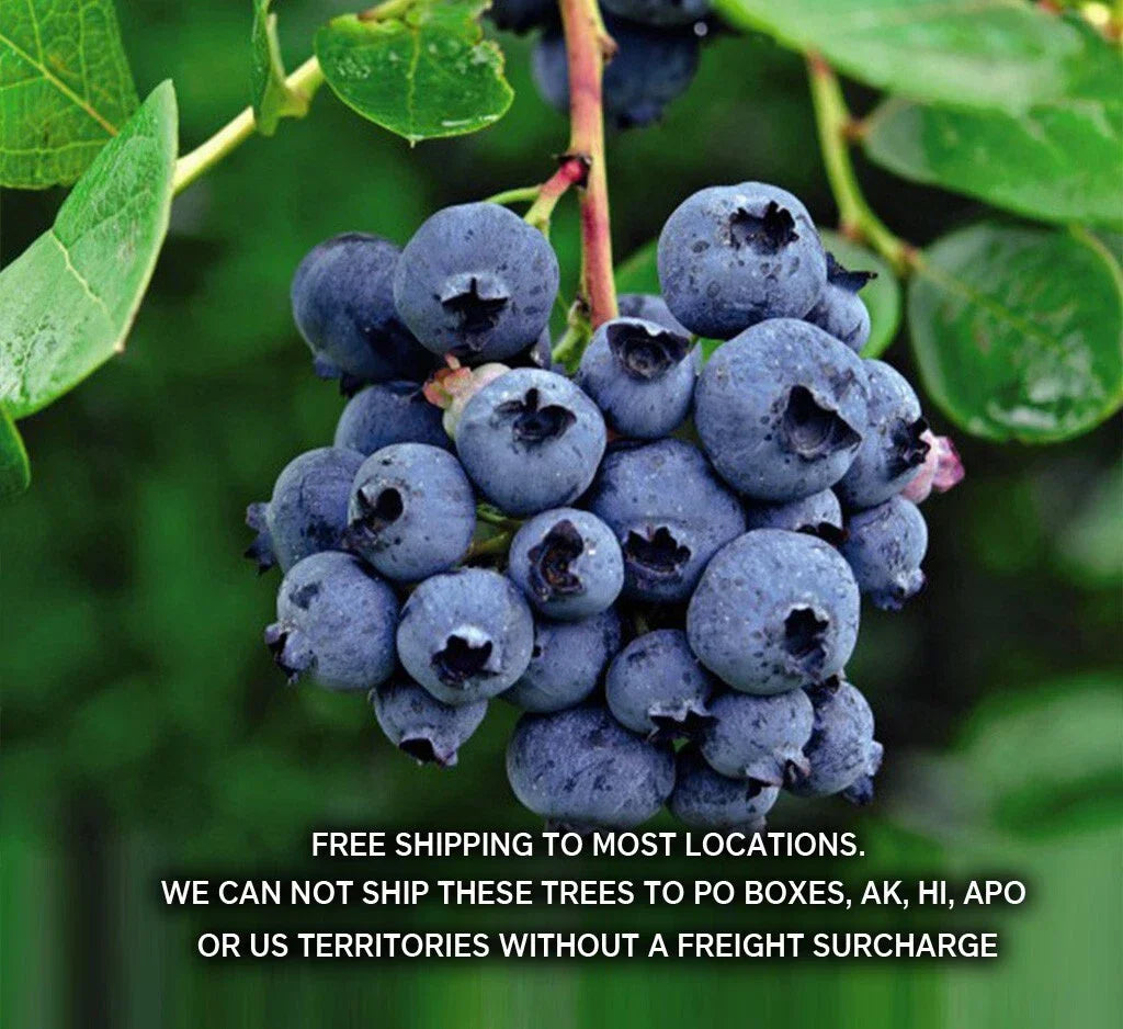 Blueberry Plants - 29+ Disease-Free Varieties - Vaccinium corymbosum