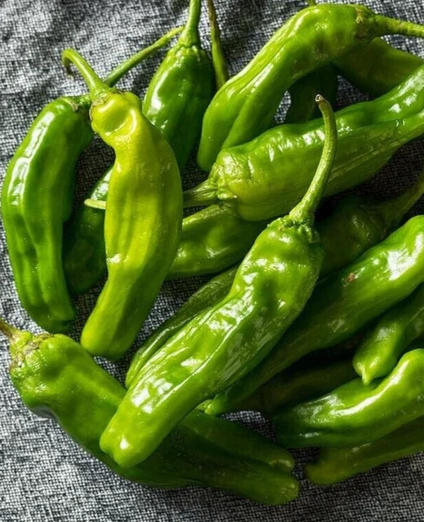 Organic Shishito Pepper Seeds - 25 Premium Japanese Capsicum annuum for Home Garden, Container Growing