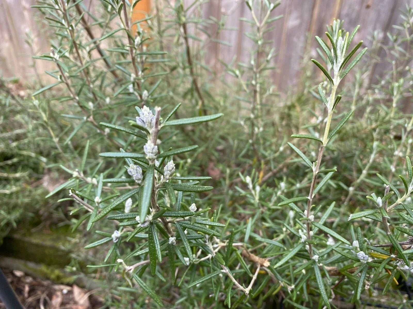 Cold Hardy Rosemary Cuttings 4-Pack | Fragrant Culinary Herb Rosmarinus officinalis for Garden, Drought-Tolerant, Cold Climate
