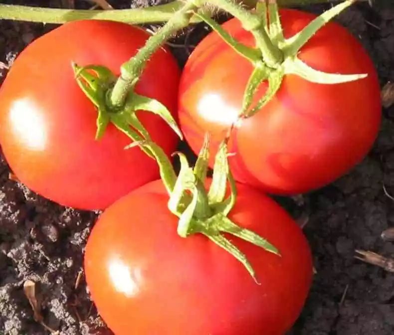 New Yorker Tomato Seeds 50 Ct Heirloom Non-GMO Vegetable Garden Seeds