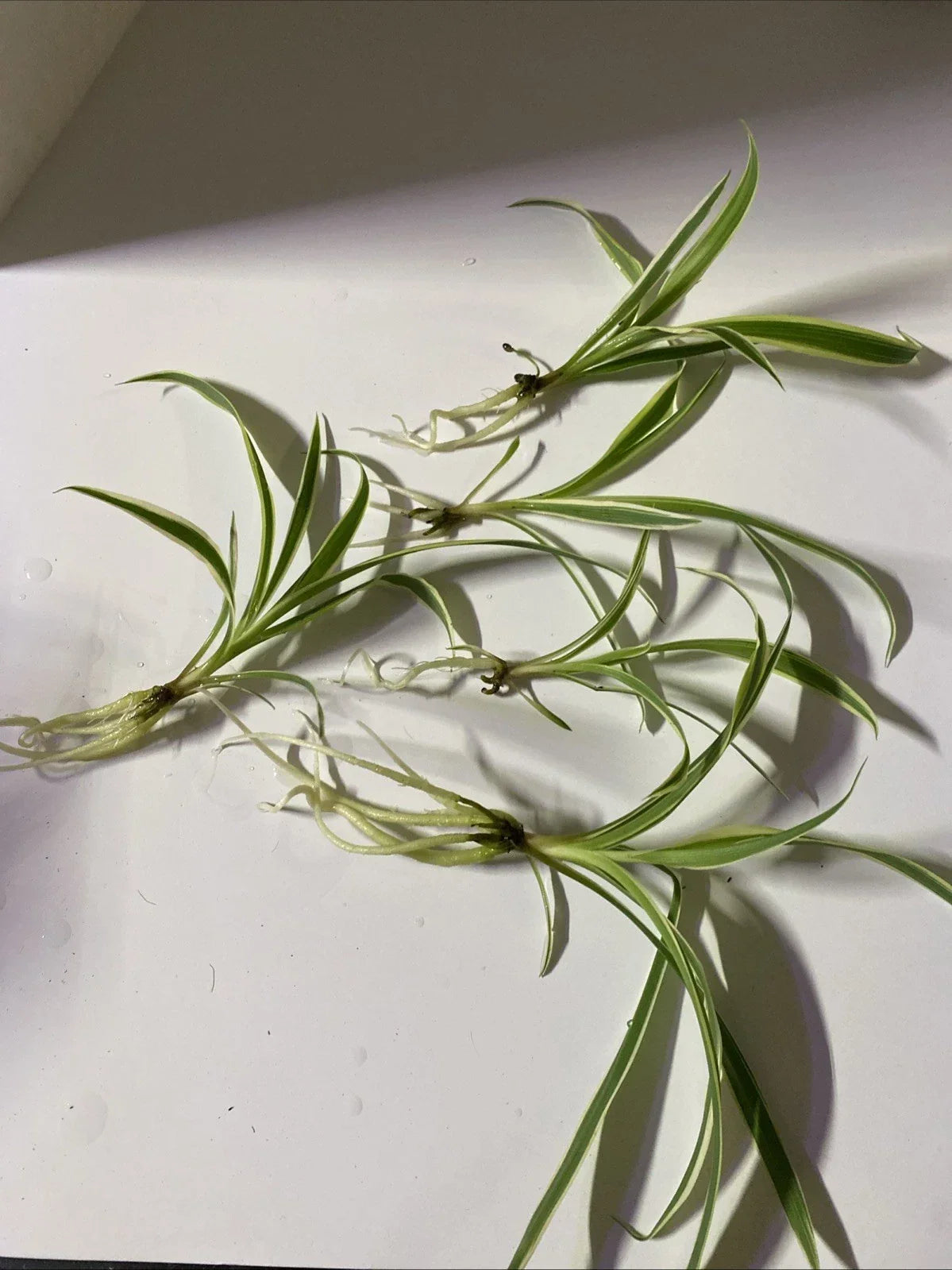 Live Bare Rooted Spider Plants 5 Pack - Easy Care Indoor Air Purifying Houseplants